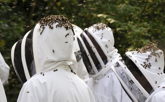 Beekeepers and bees Beekeepers and bees. Bees crawling on beekeepers who are wearing protective suits and hoods with meshed face masks. These help prevent the beekeepers being stung by the bees. Bees collect nectar from a wide range of flowering plants, bringing it back to their hive to store it and form honey. The honey is used as food by bee larva, and is also collected by beekeepers for human consumption. The most commonly domesticated bee is the common honey bee  Apis mellifera .