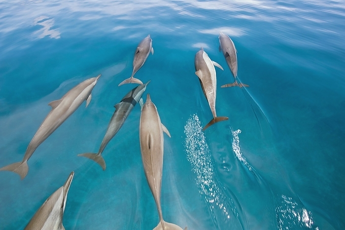 Spinner dolphins swimming Spinner dolphins swimming. Spinner dolphins  Stenella longirostris  are named for their lengthways spinning jumps, which are performed most frequently at night. Photographed off the Comoros islands, in the Indian Ocean.