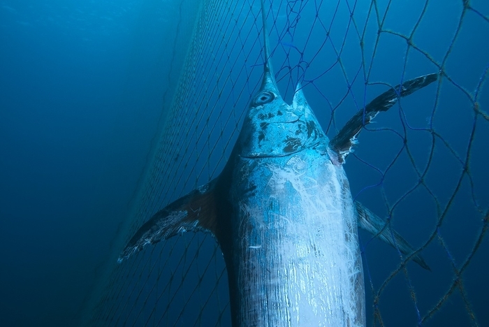 Swordfish in a fishing net Swordfish  Xiphias gladius  in a fishing net. Photographed in Murcia, Spain.