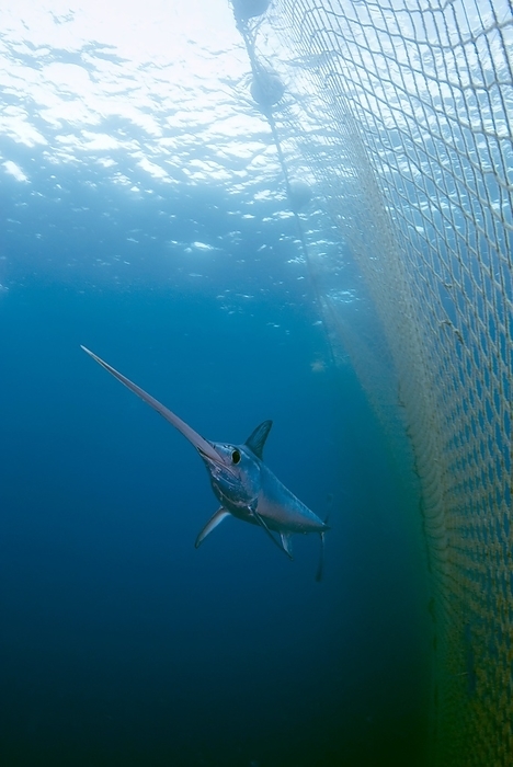Swordfish swimming in a fishing net Swordfish  Xiphias gladius  swimming in a fishing net. Photographed in Murcia, Spain.