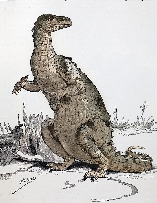 1896 Iguanodon loses its horn, tinted Restoration of the Iguanodon by Alice B. Woodward from Lydekker s The Royal Natural Historyins Frederick Warne and co, 1896. This is one of the first reconstructions to correctly show the Iguanodon s thumb spikes and a semi bipedal gate   previous reconstructions placed the bone as a nose horn and often put all four feet firmly on the ground. Woodward had based her reconstruction on the recently installed skeleton in the British Museum acquired in 1895   itself a cast of Lois Dollo s Bernissart Iguanodon reconstructions. Gideon Mantell first hypothesised that the conical bone he found in Tilgate Quarry was a horn   and only half a century later, with the discovery of the Bernissart Iguanonodons in 1878 did it become quite clear the bone he had found was actually a modified thumb spike   possibly for defence or intraspecific competition.