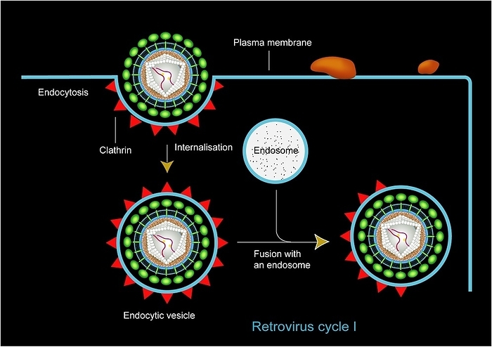 Retrovirus entering a cell, artwork Retrovirus entering a cell. Computer artwork of the first stage of retrovirus infecting a cell. Molecules on the surface of the virus interact with receptors on the cell membrane allowing the virus to enter the cell. Shown here is clathrin dependent endocytosis of the virus particle, which may be used by some retroviruses to enter the cell.