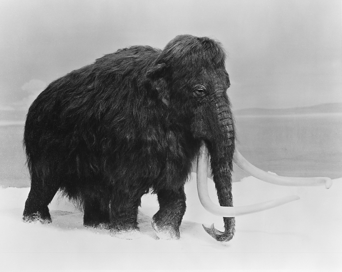 Woolly mammoth, artwork Woolly Mammoth  Mammuthus primigenius . This animal lived in the Holartic region during the paeleolithic Ice Age.
