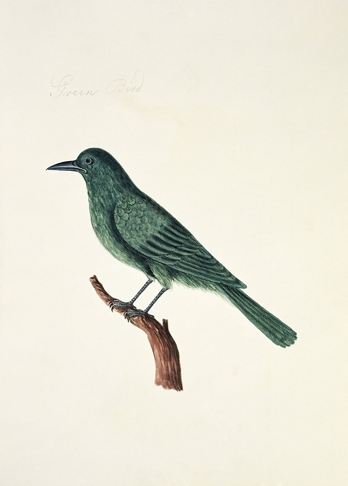 Drongo bird, artwork Drongo  Dicurus sp. , artwork. This bird is found in the Old World tropics.