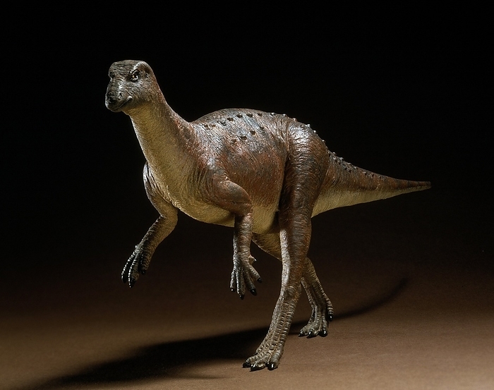 Hypsilophodon dinosaur model Hypsilophodon dinosaur model. This dinosaur lived during the Lower Cretaceous period around 125 million years ago. It grew up to 2.3 metres in length, and moved around on its hind legs. Fossils have been found in England and Spain