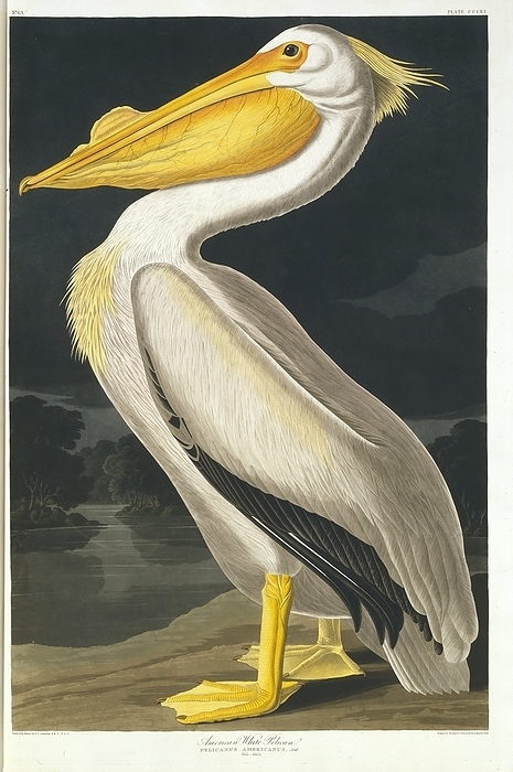 American white pelican, artwork American white pelican  Pelecanus erythrorynchos . Illustration from John James Audubon s  Birds of America , original double elephant folio  1835 38 , hand coloured aquatint.
