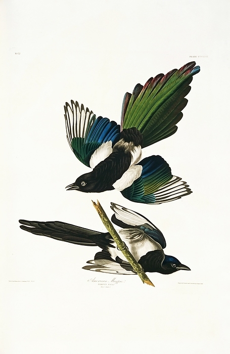 Common magpie, artwork Common magpie  Pica pica . Illustration from John James Audubon s  Birds of America , original double elephant folio  1835 38 , hand coloured aquatint.