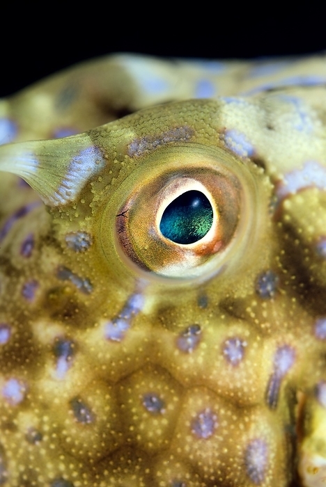 Cowfish eye Cowfish eye. Close up of the eye of a thornback cowfish  Lactoria fornasini . Photographed in the Lembeh Strait, Sulawesi, Indonesia.