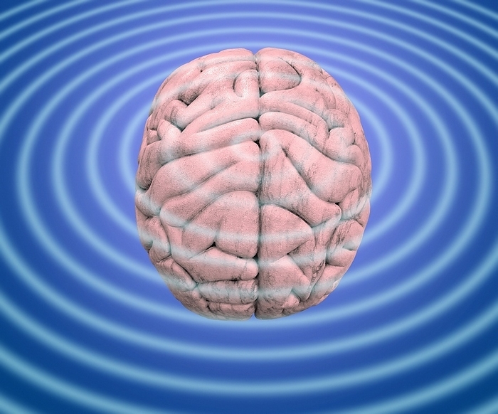 Brain waves, conceptual image Brain waves. Conceptual image of waves emanating from a human brain. This can represent the electrical activity of the brain, as recorded on an electroencephalogram  EEG . It can also represent concepts such as telepathy, where communication and thoughts are transferred directly from one brain to another.
