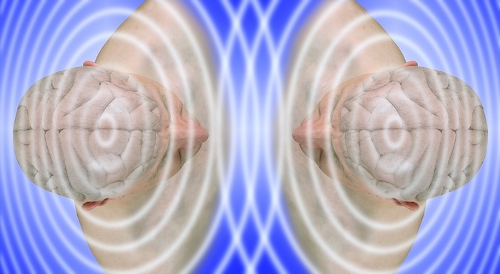 Telepathy, conceptual image Telepathy. Conceptual image of waves emanating from the brains of two men facing each other. This can represent concepts such as telepathy, where communication and thoughts are transferred directly from one brain to another. It can also represent the electrical activity of the brain, as recorded on an electroencephalogram  EEG .