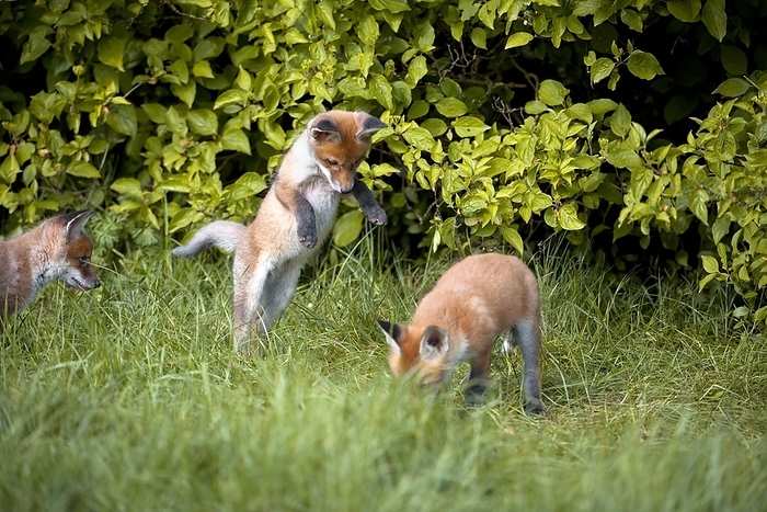 Red fox cubs playing Red fox  Vulpes vulpes  cubs playing.