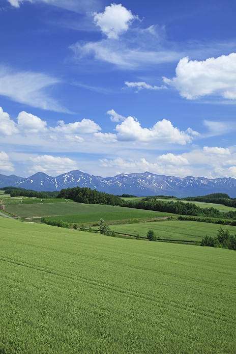 Hokkaido: barley field hills and the Tokachi Mountain Range