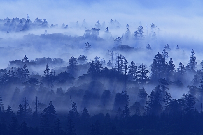 Hokkaido: Morning mist forest seen from Koshimizu Pass