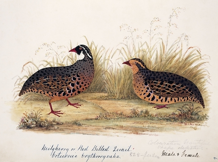 Painted bush quail male and female Painted bush quail  Perdicula erythrorhyncha  male and female. This watercolour is plate 6 from  Neilgherry Birds and Miscellaneous   1858  by the Indian born British artist and amateur ornithologist Margaret Bushby Lascelles Cockburn  1829 1928 . This book consists mostly of her illustrations of the flora and fauna of the Nilgiri Hills  then known as the Neilgherry Hills  in the state of Tamil Nadu, in southern India.