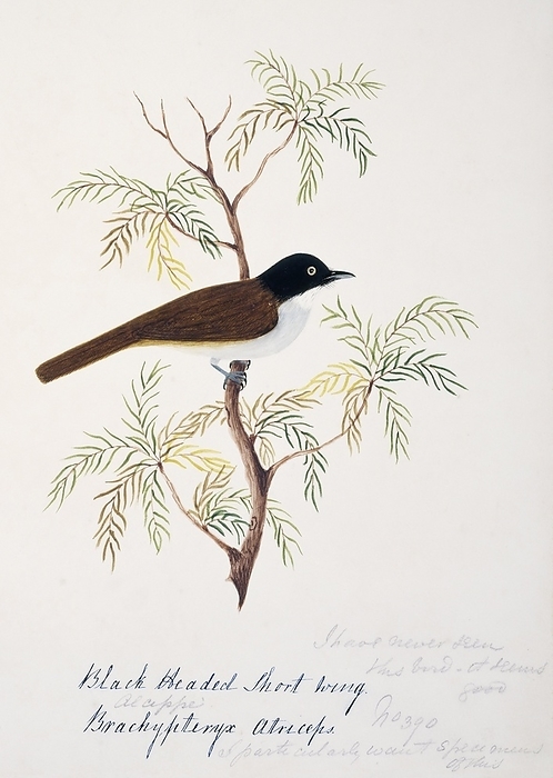 Dark fronted babbler Dark fronted babbler  Rhopocichla atriceps . This watercolour is plate 5 from  Neilgherry Birds and Miscellaneous   1858  by the Indian born British artist and amateur ornithologist Margaret Bushby Lascelles Cockburn  1829 1928 . This book consists mostly of her illustrations of the flora and fauna of the Nilgiri Hills  then known as the Neilgherry Hills  in the state of Tamil Nadu, in southern India.