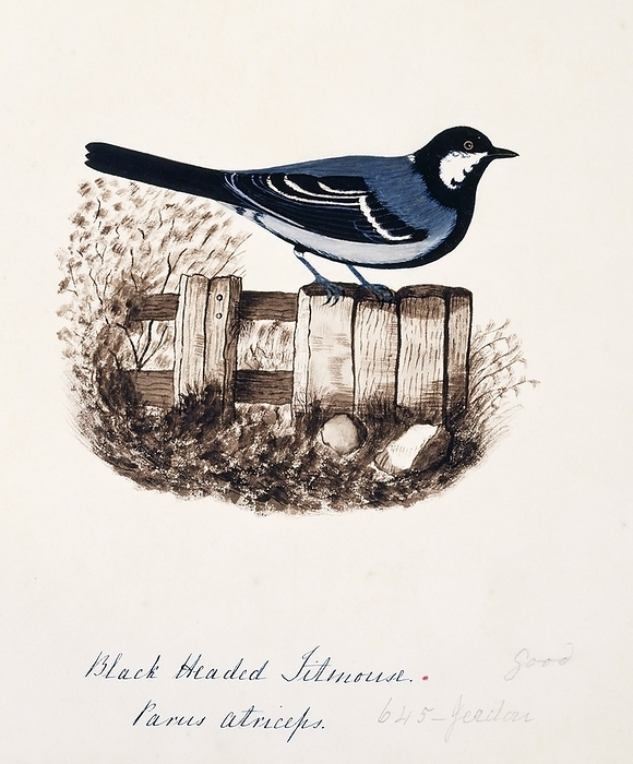 Great tit Great tit  Parus major . This watercolour is plate 4 from  Neilgherry Birds and Miscellaneous   1858  by the Indian born British artist and amateur ornithologist Margaret Bushby Lascelles Cockburn  1829 1928 . This book consists mostly of her illustrations of the flora and fauna of the Nilgiri Hills  then known as the Neilgherry Hills  in the state of Tamil Nadu, in southern India.