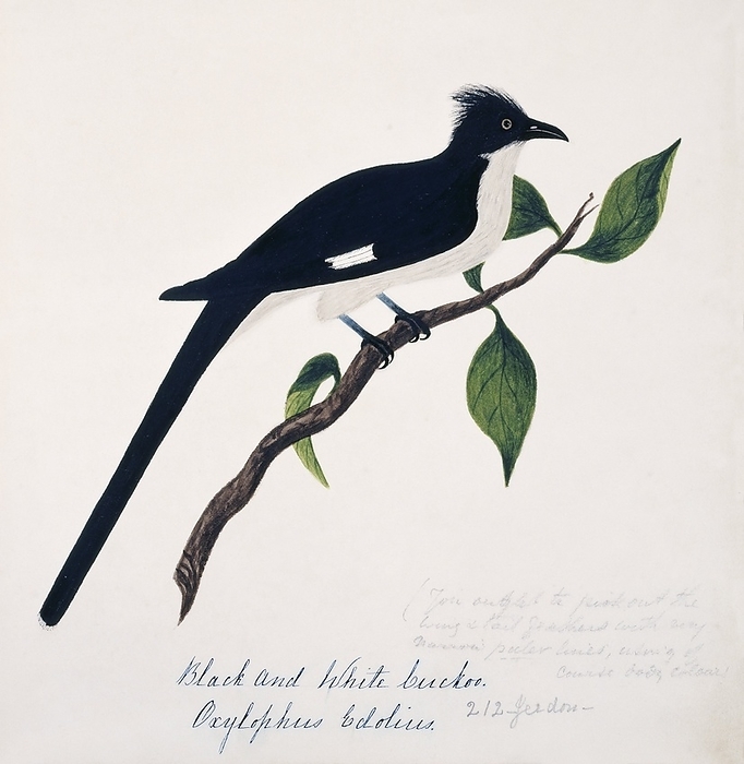 Jacobin cuckoo Jacobin cuckoo  Clamator jacobinus . This watercolour is plate 2 from  Neilgherry Birds and Miscellaneous   1858  by the Indian born British artist and amateur ornithologist Margaret Bushby Lascelles Cockburn  1829 1928 . This book consists mostly of her illustrations of the flora and fauna of the Nilgiri Hills  then known as the Neilgherry Hills  in the state of Tamil Nadu, in southern India.