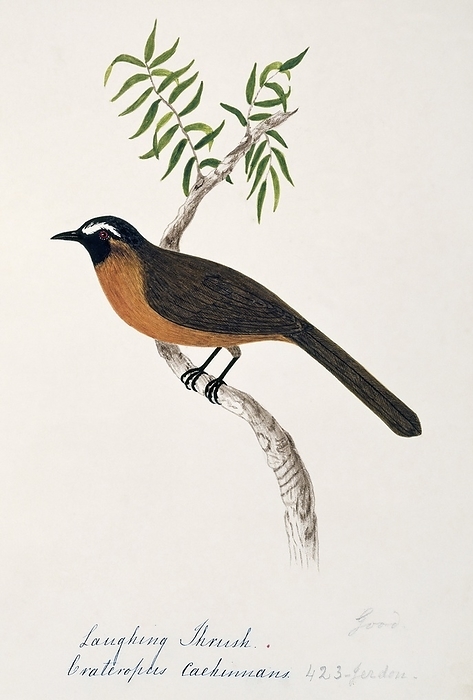 Nilgiri laughing thrush Nilgiri laughing thrush  Garrulax cachinnans . This watercolour is plate 1 from  Neilgherry Birds and Miscellaneous   1858  by the Indian born British artist and amateur ornithologist Margaret Bushby Lascelles Cockburn  1829 1928 . This book consists mostly of her illustrations of the flora and fauna of the Nilgiri Hills  then known as the Neilgherry Hills  in the state of Tamil Nadu, in southern India.