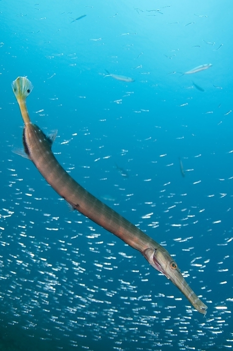Chinese trumpetfish Chinese trumpetfish  Aulostomus chinensis . This elongated fish inhabits coral reefs in the tropical Indo Pacific region, from east Africa to the islands of the South Pacific, where it feeds on small fish and crustaceans. It is related to the seahorses, and like them it has its jaws fused to form a tube. It takes its prey by sucking it into its mouth as if through a drinking straw. It may reach a length of around 80 centimetres. Photographed in the Lembeh Strait, Sulawesi, Indonesia.