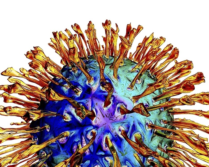 Herpes virus, artwork Herpes virus. Computer artwork of a herpes virus particle  virion . Each virus consists of a DNA  deoxyribonucleic acid  genome  red  surrounded by an icosahedral capsid  protein coat, blue , which is itself surrounded by an envelope  green  covered in glycoprotein spikes. Members of the herpes virus family include several that infect humans: herpes simplex viruses type 1 and type 2  oral and genital herpes , varicella zoster virus  chicken pox and shingles , Epstein Barr virus  glandular fever  and cytomegalovirus  various infections .