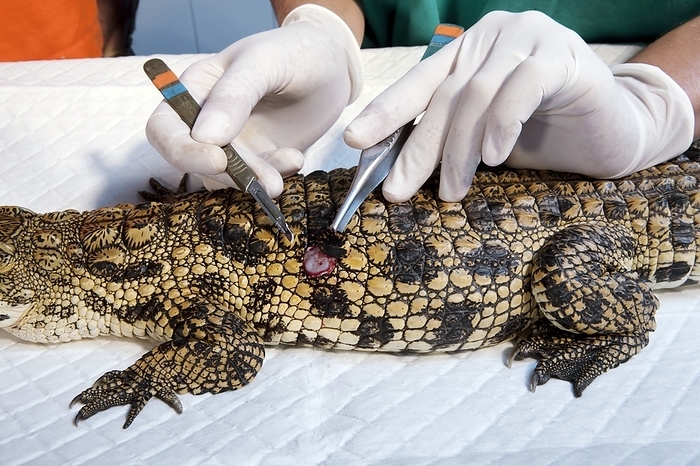 Nile crocodile, skin examination Nile crocodile, skin examination. Veterinarian removing a bony scale  osteoderm  from a young Nile crocodile  Crocodylus niloticus  during a skin examination. Tests will also be carried out on the blood. This carnivorous predator reaches lengths of over six metres when fully grown. It inhabits tropical and subtropical areas of Africa, near swamps, lakes and rivers. The young grow from 30 centimetres to 1.2 metres in length over two years, before leaving the nest area. This examination is being carried out at La Ferme aux Crocodiles  founded 1994 , a crocodile farm and research centre at Pierrelatte in southern France. Photographed in 2011.