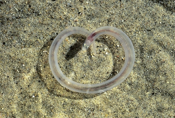 Transparent eel Transparent eel  order Anguilliformes  on a sandy seabed.
