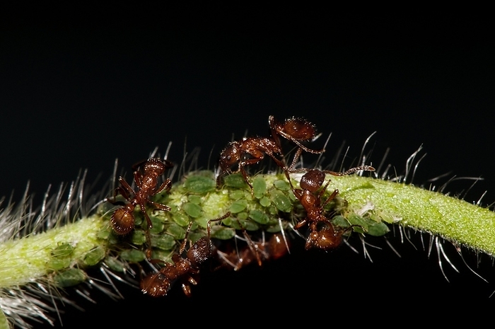 European fire ants tending aphids European fire ants tending aphids on a plant stem. European fire ants  Myrmica rubra , like many ants, live on a diet of honeydew excreted by aphids  superfamily Aphidoidea . As a result they form a symbiotic relationship, whereby the ants feed on the honeydew from the aphids and in return they protect the aphids and their eggs. Honeydew is a sugary substance excreted by the aphids as they feed on the sap from a plant s stem. Photographed in the UK, in July.