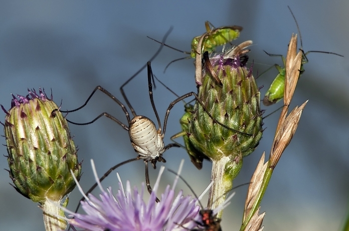 Harvest spider and capsid bugs Harvest spider and capsid bugs. Harvest spider  order Opiliones  with common green capsid bugs  Lygocoris pabulinus  on a meadow thistle  Cirsium arvense  flower. Photographed in the UK, in July.