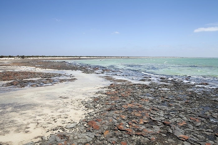 Hamelin Pool Marine Nature Reserve Hamelin Pool Marine Nature Reserve, Shark Bay, Western Australia. This area is famous for its stromatolites, mineralised microbial communities formed from cyanobacteria  blue green algae . They are formed over thousands of years as the cyanobacteria trap detritus and sediment, forming large living rafts known as microbial mats. The cyanobacteria also secrete calcium carbonate, which causes the mats to mineralise, forming rock like structures. Stromatolites are known as living fossils, because the process of mat formation and mineralisation continues today.