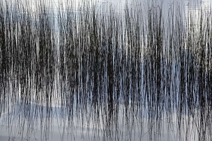 Rushes reflected in water Rushes reflected in water. Rushes are grass like plants that are classified as the Juncaceae, or rush family. Some rushes are found in wetland areas, growing by rivers, lakes and marshes. Photographed in Galloway Forest, Dumfries, Scotland.