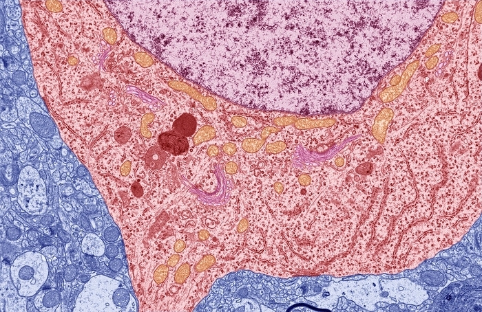 Nerve cell, TEM Nerve cell. Transmission electron micrograph  TEM  of a section through a neuron  nerve cell , showing characteristic Nissl body  dark red lines , numerous golgi apparatus  curved pink lines , lysosomes  red circles  and numerous mitochondria  orange . The Nissl body is the site of protein synthesis within the cell. It contains granular endoplasmic reticulum  ER  and many ribosomes  small dots . The ER produces the neurotransmitters needed to relay impulses from the central nervous system around the body. Magnification: x8000 at 10 centimetres wide.