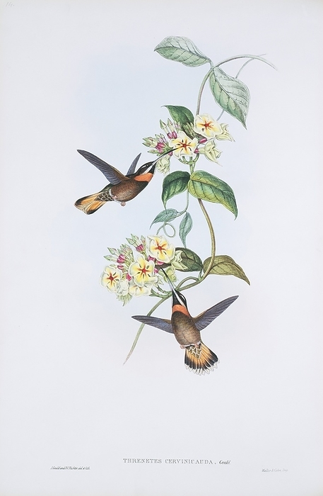 Pale tailed barbthroats, artwork Pale tailed barbthroats  Threnetes cervinicauda . Plate 14 from volume 1 of  A Monograph of the Trochilidae, or Family of Hummingbirds   1849 1861  by British ornithologist John Gould  1804 1881 .