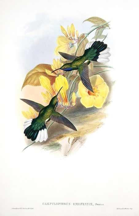 White tailed sabrewings, artwork White tailed sabrewings  Campylopterus ensipennis . Plate 46 from volume 1 of  A Monograph of the Trochilidae, or Family of Hummingbirds   1849 1861  by British ornithologist John Gould  1804 1881 .
