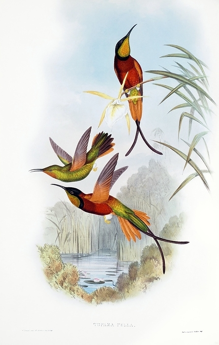 Crimson topaz hummingbirds Crimson topaz hummingbirds  Topaza pella . Plate 66 from volume 1 of  A Monograph of the Trochilidae, or Family of Hummingbirds   1849 1861  by British ornithologist John Gould  1804 1881 .