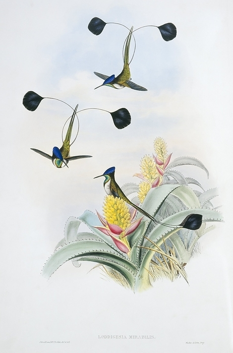 Marvellous spatuletails, artwork Marvellous spatuletails  Loddigesia mirabilis . This species is endemic to Peru. Only the males have the racquet shaped tail feathers. Plate 161 from volume 1 of  A Monograph of the Trochilidae, or Family of Hummingbirds   1849 1861  by British ornithologist John Gould  1804 1881 .