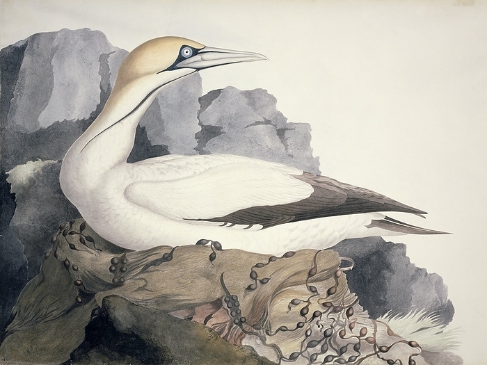 Northern gannet, 19th century Northern gannet  Morus bassanus . Plate 2 from  Watercolour drawings of British Animals   1831 1841  by Scottish naturalist and ornithologist William MacGillivray.