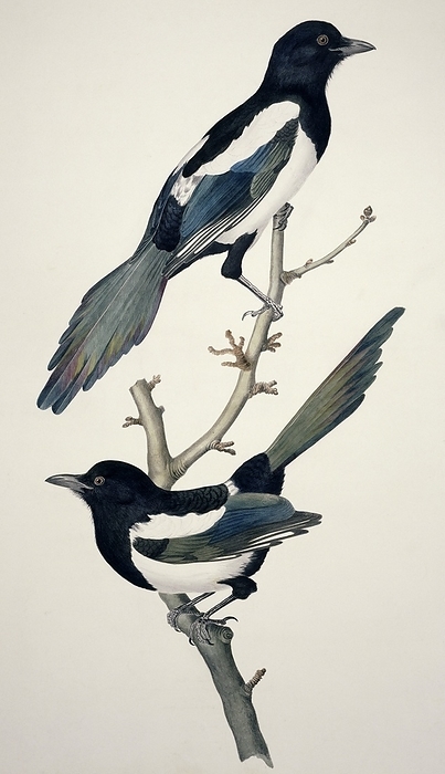 Comon magpies,19th century artwork Common magpie  Pica pica  pair. Plate 31 from  Watercolour drawings of British Animals   1831 1841  by William MacGillivray.