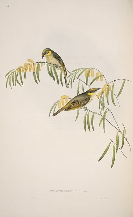 Grey headed honeyeaters, artwork Grey headed honeyeaters  Lichenostomus keartlandi . Plate 40 from  The Birds of Australia, Vol.4   1840 1848  by John Gould.