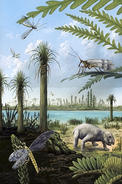 Triassic of Australia, prehistoric scene Triassic of Australia. Artwork of a scene on the shores of a lake reconstructed from fossils found in Australia dating from the Triassic  250 to 200 million years ago . At left, lycopod trees  Pleuromeia longicaulis . At top right, the seed fern Dicroidium. At lower right, the herbivore Dicynodont  a mammal like therapsid, widespread in the late Permian, survived through the Triassic . Dicynodont fossils are rare in Australia, but have been confirmed in Triassic formations. At lower left, the insect Clatrotitan andersoni on a gymnosperm. At upper right, a female scorpionfly. At upper left, a fly closely related to the Limoniidae  small crane flies .