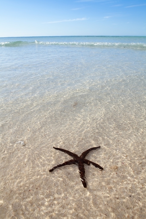 Starfish, Turquoise bay, Australia A starfish on the beach at Turquoise Bay near Exmouth, Western Australia