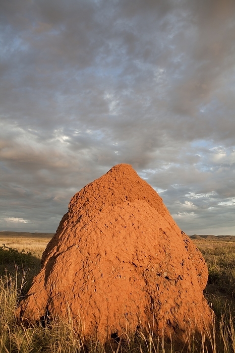 Termite mound, Exmouth, Australia. Termite mound nest in Exmouth, Western Australia.