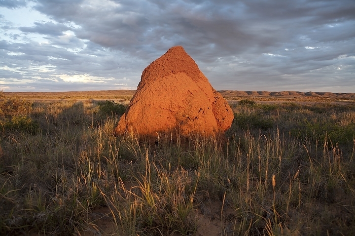 Termite mound, Exmouth Western Australia. Termite mound nest in Exmouth, Western Australia.