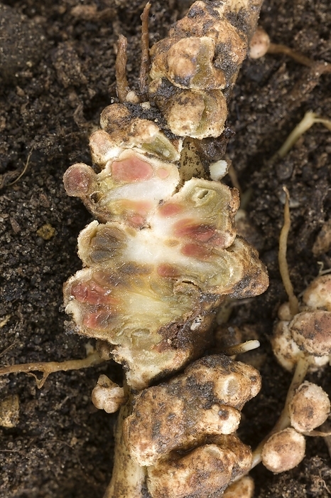 Sectioned nitrogen fixing nodule Nitrogen fixing nodules on roots of a tree lupin, Lupinus arboreus, caused by Rhizobium bacteria. The association between Rhizobium species and leguminous plants is an example of symbiosis  mutual benefit . The bacteria enter the plant roots and induce the formation of tumour like nodules. Within the nodule, the bacteria proliferate and develop the ability to fix atmospheric nitrogen. This fixed nitrogen is beneficial to the plant for its growth, and the bacterium benefits from carbon compounds made by the plant. The pictures shows large nodules growing on a secondary root. In the centre, the nodule has been sliced open. Nitrogen fixation involves the use of leghaemoglobin, an iron containing protein analogous to haemoglobin. Areas of pink within the nodule show locations at which active nitrogen fixation is occurring. The sliced nodule is approximately 2.5cm by 1cm in size