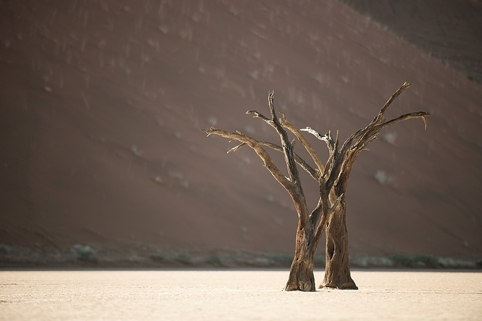 Dead Vlei, Namibia Dead Vlei. Skeleton tree in the Dead Vlei clay pan, Namib Naukluft Park, Namibia. The clay pan is surrounded by the world s highest sand dunes and was formed when the Tsauchab river flooded, creating temporary shallow pools. The abundance of water allowed camel thorn trees to grow but when drought hit, sand dunes encroached on the pan and blocked the river. The trees died as there was no longer enough water. The remaining skeleton trees are believed to be about 900 years old. They do not decompose because it is so dry.