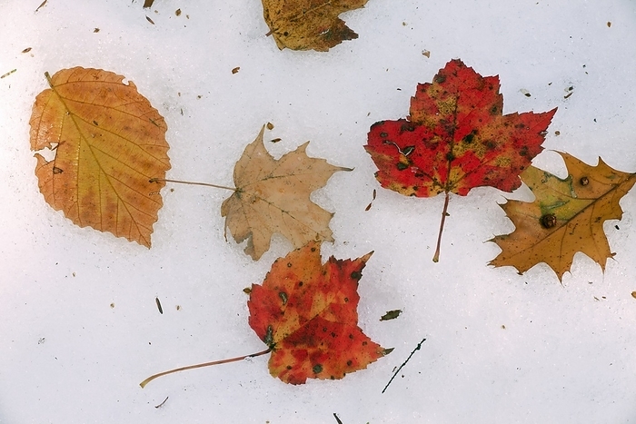 Autumn leaves on snow Autumn leaves on snow. Leaves from red maple  Acer rubrum, centre , American beech  Fagus grandifolia, upper left  and oak  Quercus sp., centre right  on early snow. Photographed in the Catskill Mountains, New York State, USA.