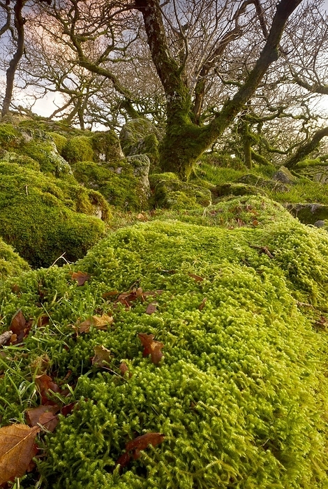 Oak woodland on Dartmoor Oak woodland on Dartmoor. Moss covered stunted oak trees and rocks in Wistman s Wood, a copse located at an altitude of around 400 metres on Dartmoor, Devon, UK. The altitude and conditions give rise to stunted growth, with pedunculate oak trees  Quercus robur  covered in mosses, ferns and lichens, which also cover the rocks. The wood is a rare relict of the ancient high level woodlands of Dartmoor. Legends tell of the area being haunted. This site has been a Site of Special Scientific Interest  SSSI  since 1964, and is also a National Nature Reserve  NNR . Photographed in winter.