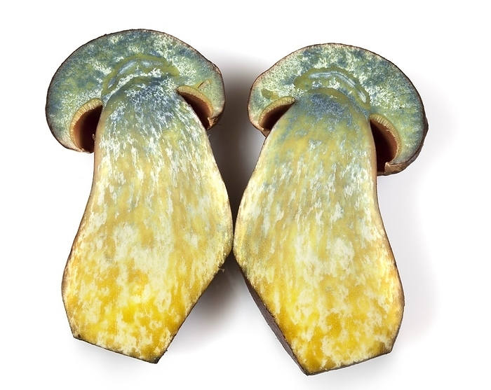 Dotted stem bolete  Boletus erythropus  Dotted stem bolete  Boletus erythropus  mushroom, cut in half to show its yellow colour inside. This yellow colour quickly turns blue after a few seconds exposure to the air.