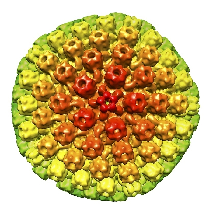 Herpes virus particle, artwork Herpes virus particle, 3D coloured surface map of the envelope. Each particle  virion  consists of a deoxyribonucleic acid  DNA  genome surrounded by an icosahedral capsid, which is itself surrounded by an envelope covered in glycoprotein spike. Members of the herpes virus family include several that infect humans: herpes simplex viruses type 1 and type 2  oral and genital herpes , varicella zoster virus  chicken pox and shingles , Epstein Barr virus  glandular fever  and cytomegalovirus  various infections .