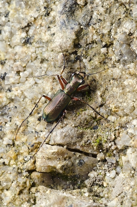 Tiger beetle Tiger beetle  Heptodonta pulchella  on the ground. Photographed in South China.