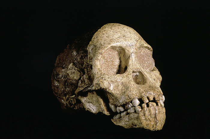 Tuang child skull Tuang child  Australopithecus africanus skull. The Tuang child fossil was discovered in 1924 in Tuang, South Africa. The child, an example of A. africanus, is believed to have been about 3 years old at the time of its death. A. africanus was a bipedal ape living in Africa 3 2 million years ago. The skull is similar to that of a chimpanzee, although A. africanus had more human like teeth and a slightly larger brain capacity.